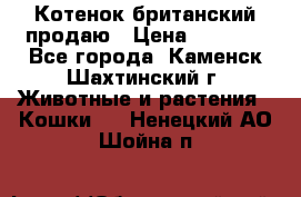 Котенок британский продаю › Цена ­ 3 000 - Все города, Каменск-Шахтинский г. Животные и растения » Кошки   . Ненецкий АО,Шойна п.